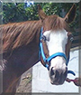 Valentine the Paint Horse