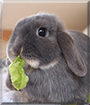 Effie the Mini Lop Rabbit