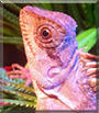 Rhea the Mountain Horned Dragon