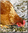Kiwi the Brown Laying Hen
