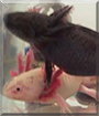 Gustav and Gretchen the Axolotl