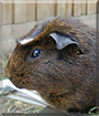 Possum the Guinea Pig