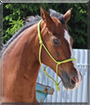 Criss the Oldenburg Horse