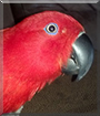Ruby the Soloman Island Eclectus Parrot