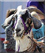 Sputnik the Alpine x Nubian Goat