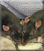 Delia and Cooper the Fancy Rats