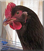 Marley the Rhode Island Red Chicken