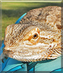 Beardy the Bearded Dragon