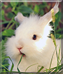 Helena the Dwarf Rabbit