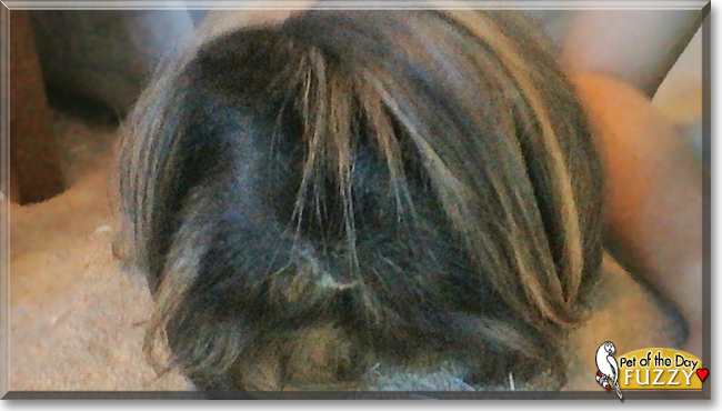 Fuzzy the Peruvian Guinea Pig, the Pet of the Day