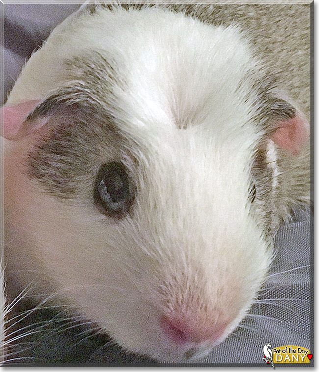 Dany the Crested Guinea Pig, the Pet of the Day