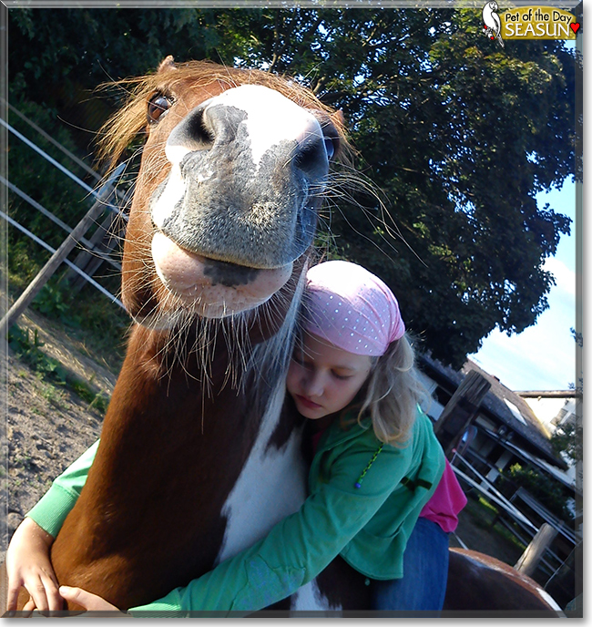 Seasun the Arabian Horse,  the Pet of the Day
