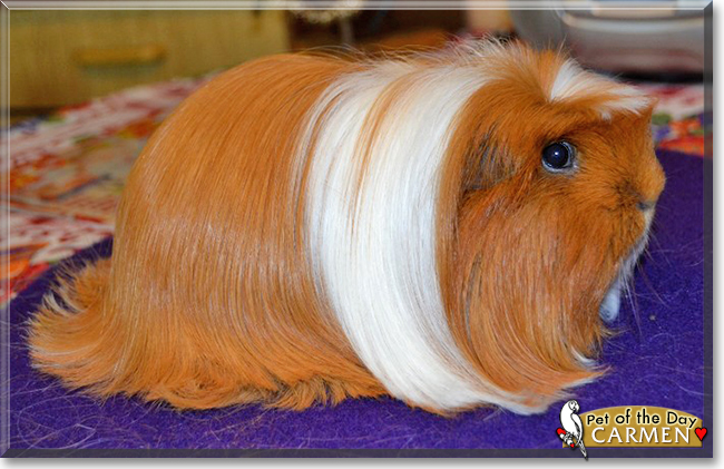 Carmen the Coronet Cavy,  the Pet of the Day