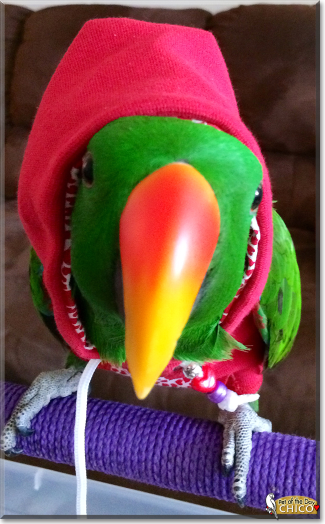 Chico the Solomon Island Eclectus,  the Pet of the Day