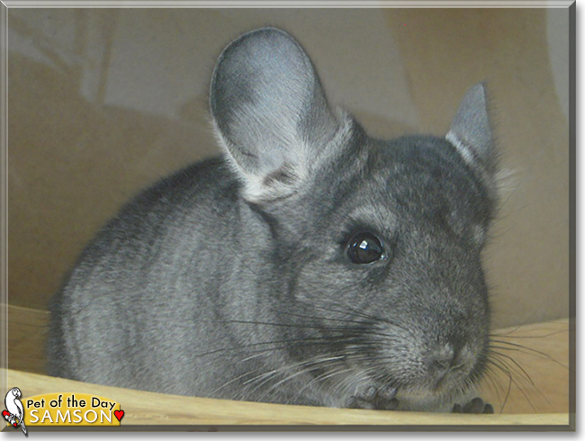 Samson the Chinchilla,  the Pet of the Day