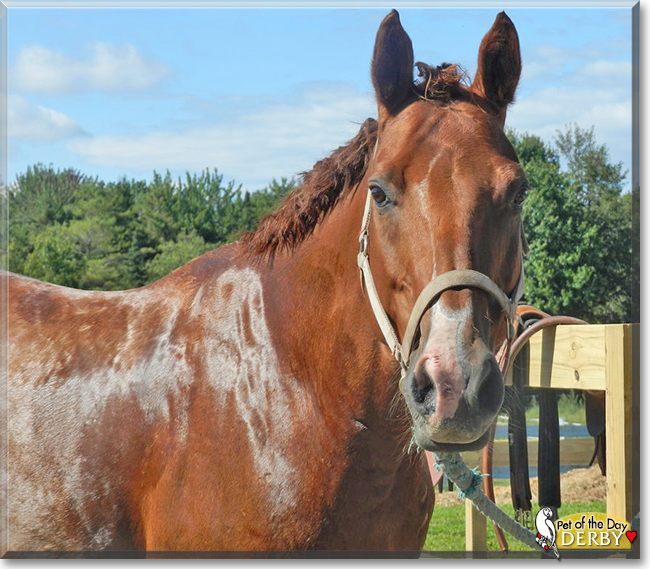 Derby the Appendix Quarter Horse,  the Pet of the Day