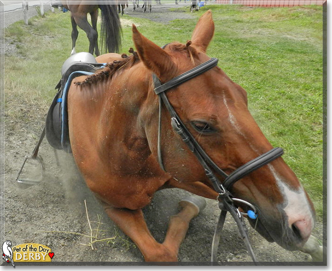 Derby the Appendix Quarter Horse,  the Pet of the Day