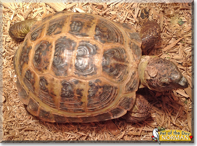 Norman the Russian Tortoise,  the Pet of the Day