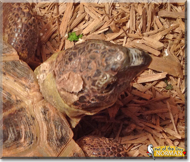 Norman the Russian Tortoise,  the Pet of the Day