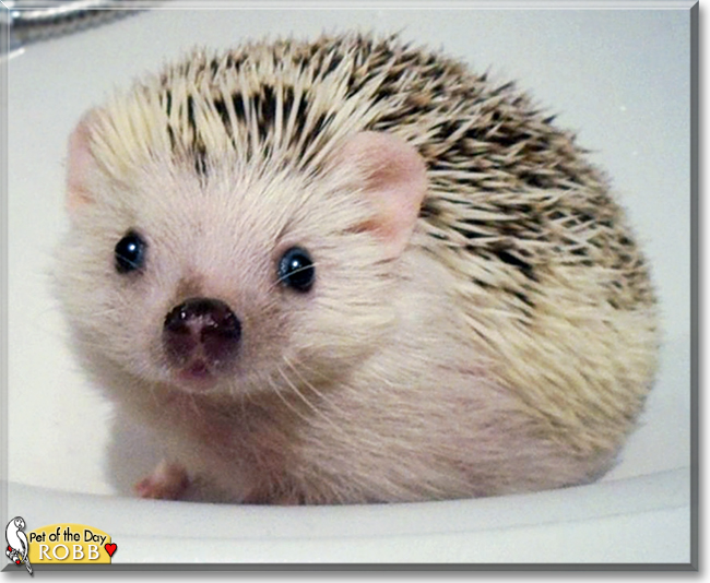 Robb the African Pygmy Hedgehog,  the Pet of the Day