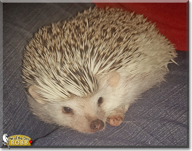 Robb the African Pygmy Hedgehog,  the Pet of the Day