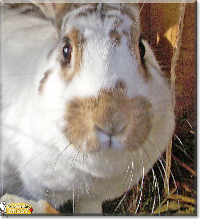 Missy the Rabbit,  the Pet of the Day