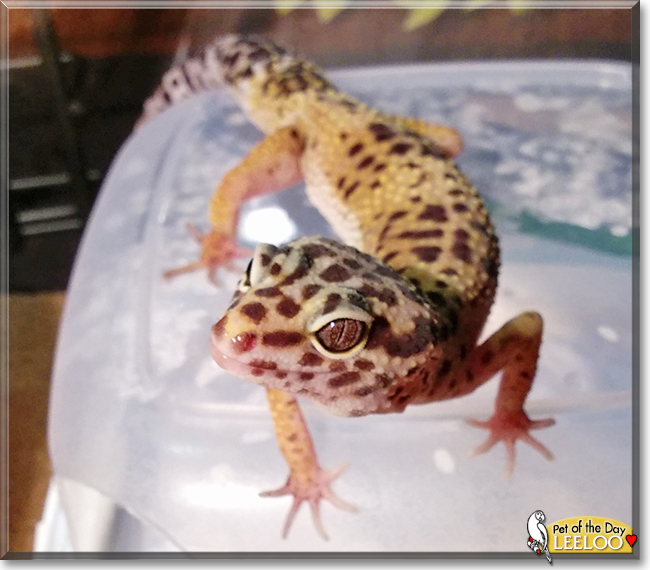 Leeloo the Leopard Gecko,  the Pet of the Day