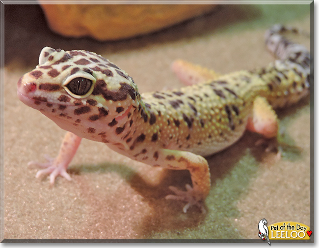 Leeloo the Leopard Gecko,  the Pet of the Day