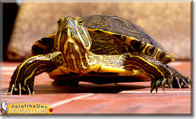 Magallenes the Turtle,  the Pet of the Day