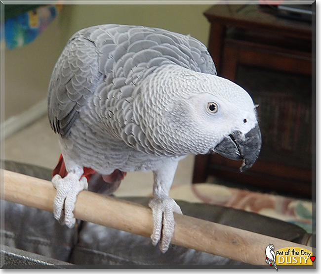 Dusty the Congo African Grey Parrot,  the Pet of the Day