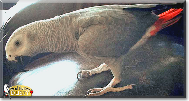 Dusty the Congo African Grey Parrot,  the Pet of the Day
