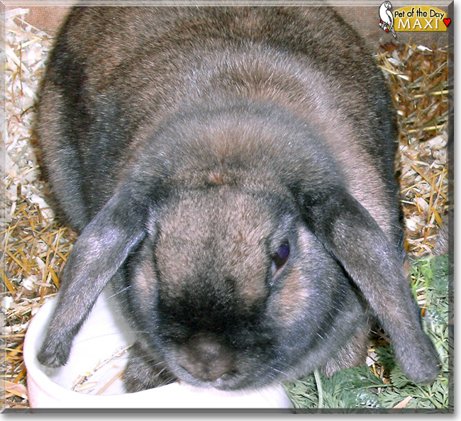 Maxi the Dwarf Lop Rabbit,  the Pet of the Day