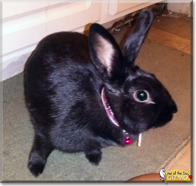 Gizmo the Havana Rabbit,  the Pet of the Day