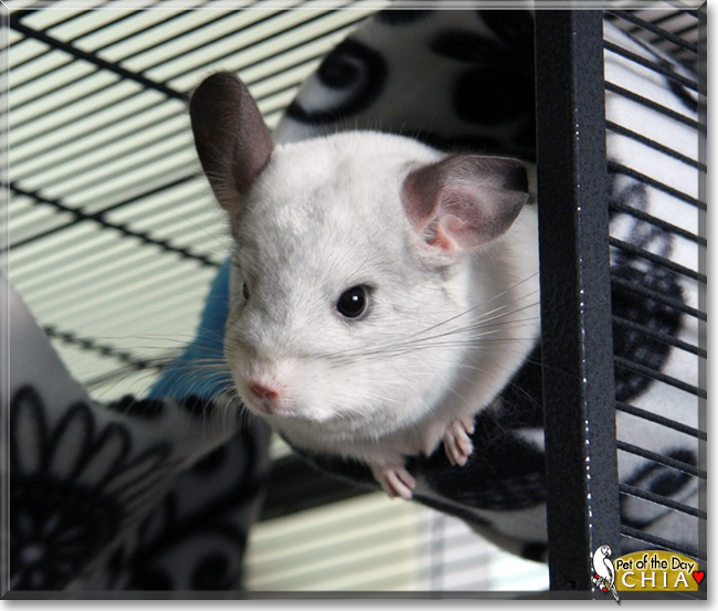 Chia the CHinchilla,  the Pet of the Day