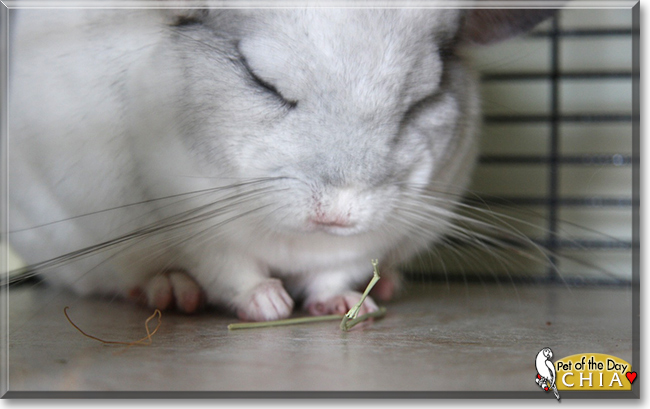 Chia the CHinchilla,  the Pet of the Day