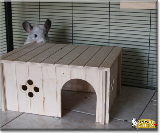 Chia the CHinchilla,  the Pet of the Day