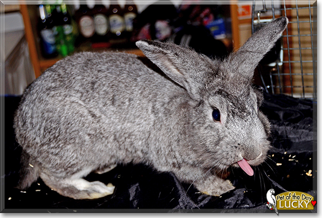 Lucky the Rabbit,  the Pet of the Day