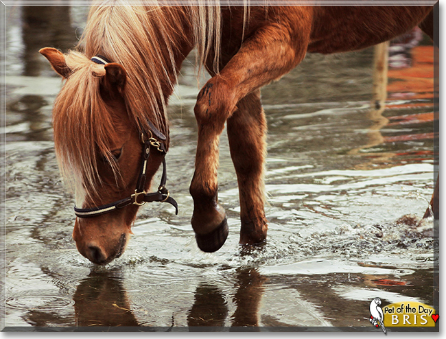 Bris the Lyngenhorse,  the Pet of the Day