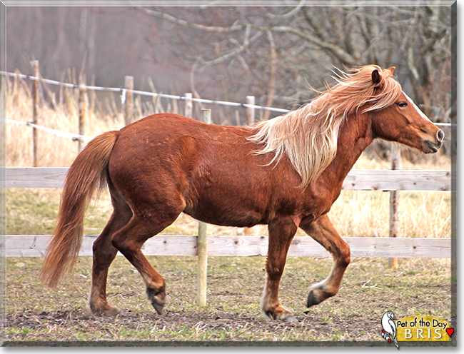 Bris the Lyngenhorse,  the Pet of the Day