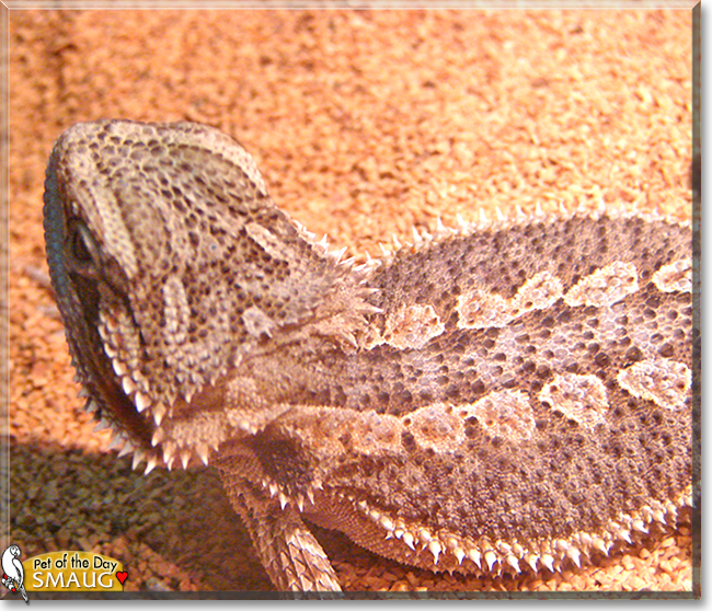 Smaug the Bearded Dragon,  the Pet of the Day