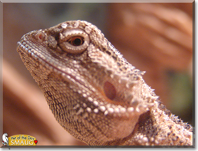 Smaug the Bearded Dragon,  the Pet of the Day