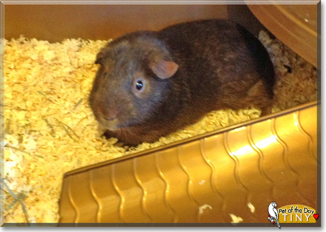 Tiny the Guinea Pig,  the Pet of the Day