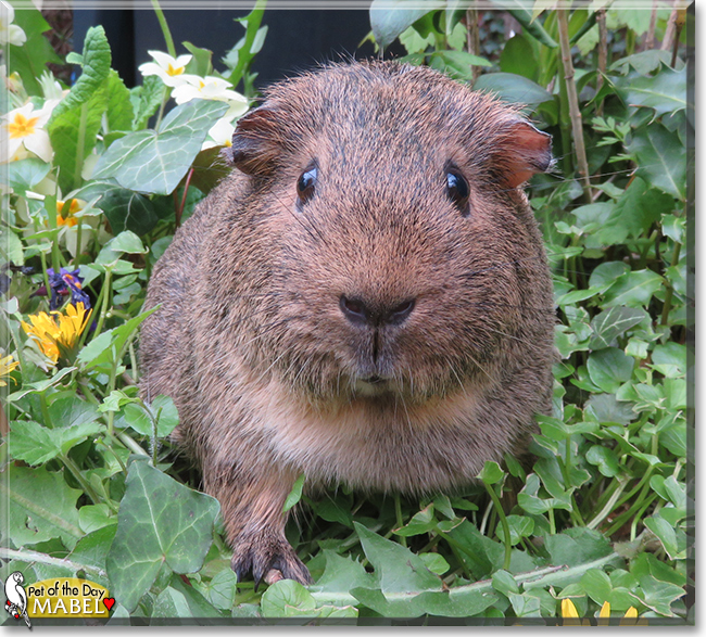 Mabel the Guinea Pig,  the Pet of the Day