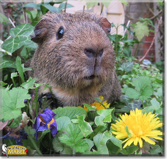 Mabel the Guinea Pig,  the Pet of the Day