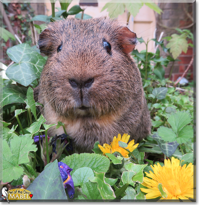 Mabel the Guinea Pig,  the Pet of the Day