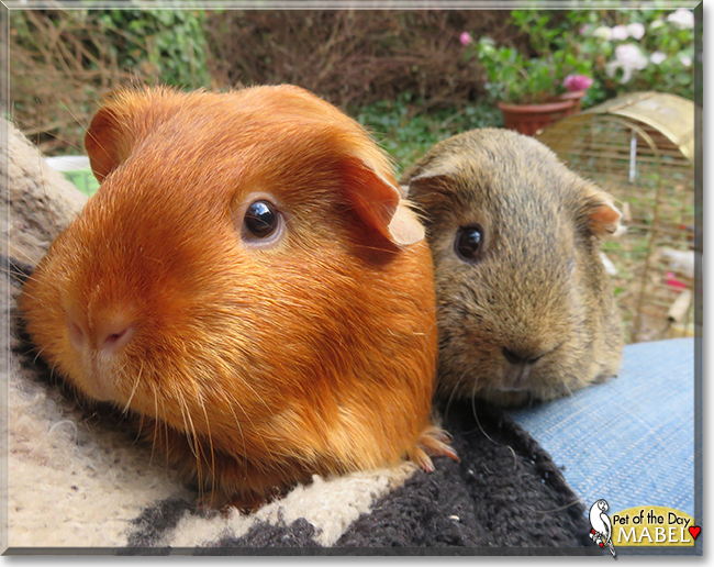 Mabel the Guinea Pig,  the Pet of the Day