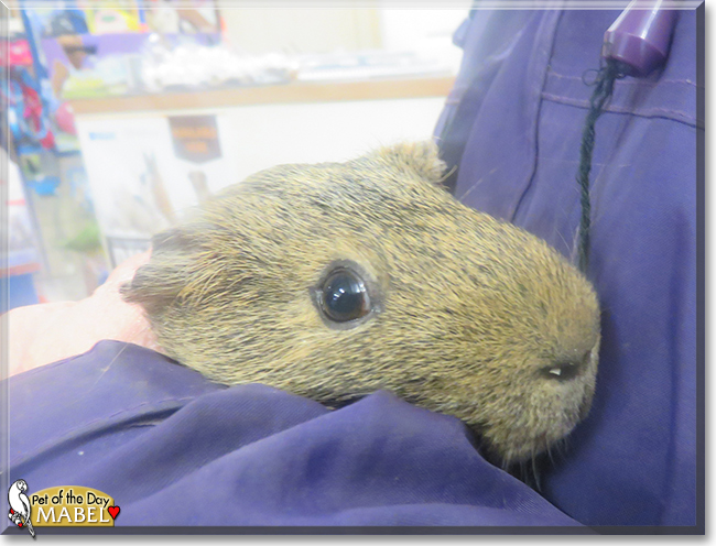 Mabel the Guinea Pig,  the Pet of the Day