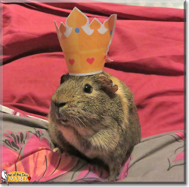 Mabel the Guinea Pig,  the Pet of the Day
