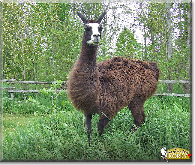 Korky the Llama,  the Pet of the Day