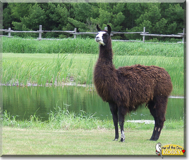 Korky the Llama,  the Pet of the Day